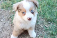 Stan Red merle male , a male Miniature Australian Shepherd for sale in Berryville, AR – 6 of 6