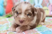 Will RTM1, a male Miniature Australian Shepherd for sale in Berryville, AR – Photo 4 of 7