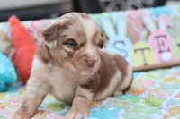 Will RTM1, a male Miniature Australian Shepherd for sale in Berryville, AR – Photo 2 of 7