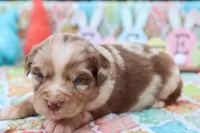 Will RTM1, a male Miniature Australian Shepherd for sale in Berryville, AR – Photo 3 of 7