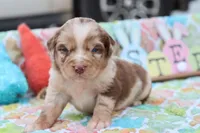 Will RTM1, a male Miniature Australian Shepherd for sale in Berryville, AR – Photo 5 of 7