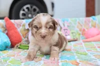 Will RTM1, a male Miniature Australian Shepherd for sale in Berryville, AR – Photo 6 of 7