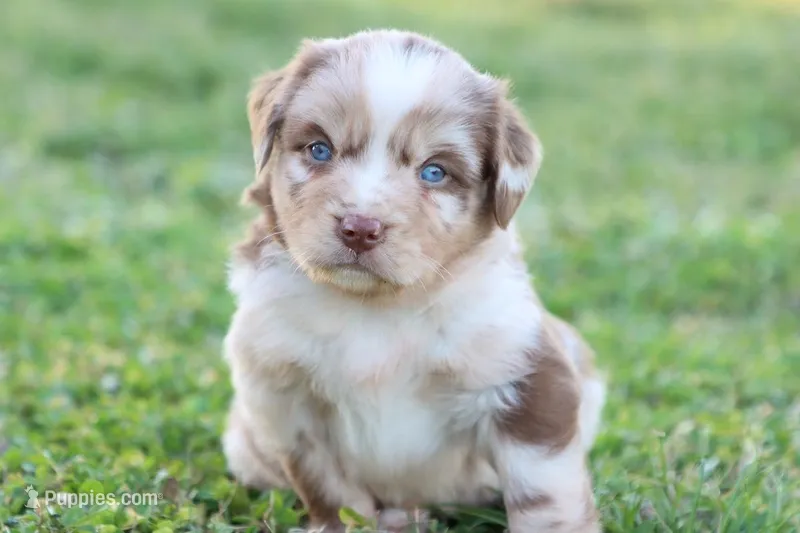 Will RTM1 – Miniature Australian Shepherd puppy for sale in Berryville, AR