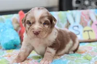 Will RTM1, a male Miniature Australian Shepherd for sale in Berryville, AR – Photo 1 of 7
