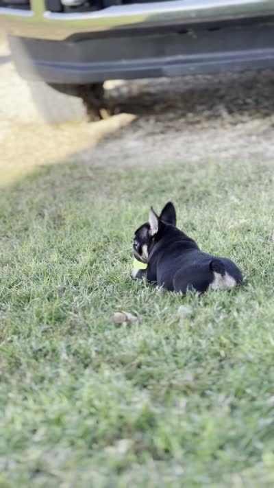Debrah black & tan , a female French Bulldog for sale in Berryville, AR – 10 of 10