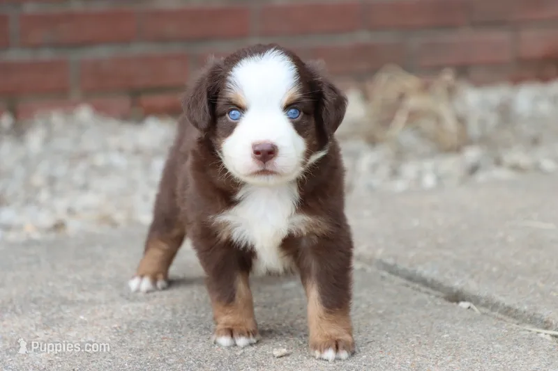 Clem red Tri  – Miniature Australian Shepherd puppy for sale in Berryville, AR