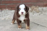 Clem red Tri , a male Miniature Australian Shepherd for sale in Berryville, AR – 1 of 9