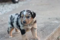 Clem blue merle, a male Miniature Australian Shepherd for sale in Berryville, AR – 7 of 7