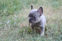 Lilac & tan male small, a male French Bulldog for sale in Berryville, AR – 3 of 7