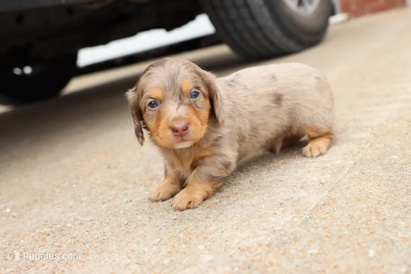 Kurt chocolate dapple – Miniature Dachshund puppy for sale in Berryville, AR