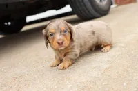 Kurt chocolate dapple, a male Miniature Dachshund for sale in Berryville, AR – 1 of 6