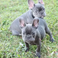Pip blue, a female French Bulldog for sale in Berryville, AR – Photo 2 of 5