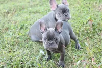 processed/2dc0438c-3b69-442b-a7fd-f398438cf265/listing/3158ef8d-7a6d-46f3-9f98-2c3b93364ae2/1a1747e2-de74-4aa9-bd7a-d9d8d5a51ac9