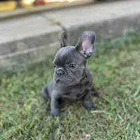 Pip blue, a female French Bulldog for sale in Berryville, AR – Photo 4 of 5