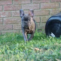 Pip blue, a female French Bulldog for sale in Berryville, AR – Photo 3 of 5