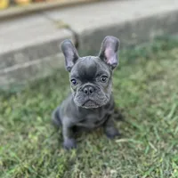 Pip blue, a female French Bulldog for sale in Berryville, AR – Photo 1 of 5