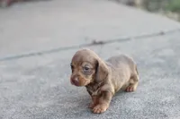 Sally short hair chocolate & tan, a female Miniature Dachshund for sale in Berryville, AR – 6 of 7