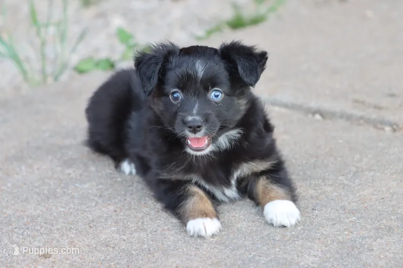 Clementine BT 1 blue eye  – Miniature Australian Shepherd puppy for sale in Berryville, AR