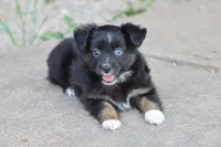 Clementine BT 1 blue eye , a female Miniature Australian Shepherd for sale in Berryville, AR – 1 of 9
