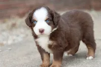Clem red Tri , a male Miniature Australian Shepherd for sale in Berryville, AR – 2 of 9