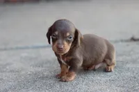 Sam short hair chocolate & tan, a male Miniature Dachshund for sale in Berryville, AR – 5 of 7