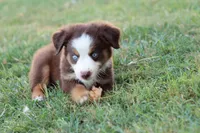 Clem red Tri , a male Miniature Australian Shepherd for sale in Berryville, AR – 3 of 8