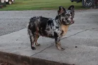 Dj, a male French Bulldog for sale in Berryville, AR – 3 of 9