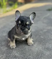 Debbie blue merle & tan, a female French Bulldog for sale in Berryville, AR – 2 of 7