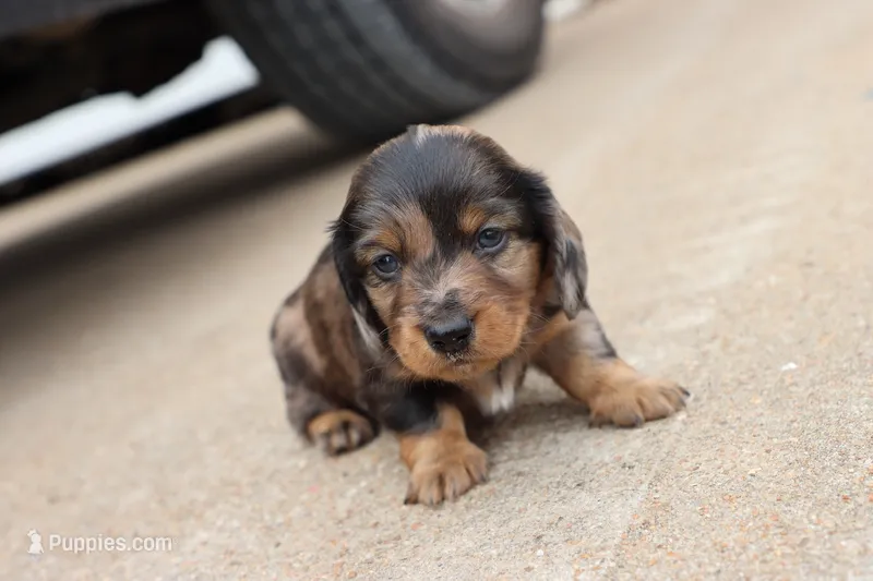 Kade silver dapple – Miniature Dachshund puppy for sale in Berryville, AR