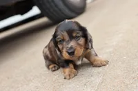 Kade silver dapple, a male Miniature Dachshund for sale in Berryville, AR – 1 of 7