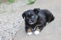 Clementine BT 1 blue eye , a female Miniature Australian Shepherd for sale in Berryville, AR – 7 of 9