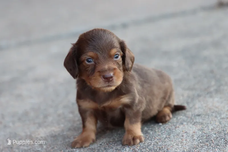 Sally long hair chocolate & tan  – Miniature Dachshund puppy for sale in Berryville, AR