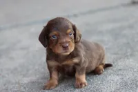 Sally long hair chocolate & tan , a female Miniature Dachshund for sale in Berryville, AR – 1 of 8