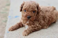 Steve, a male Poodle - Toy  for sale in Berryville, AR – 5 of 9