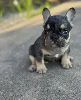 Debbie blue merle & tan, a female French Bulldog for sale in Berryville, AR – 3 of 7
