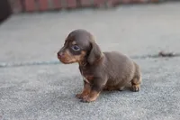 Sam short hair chocolate & tan, a male Miniature Dachshund for sale in Berryville, AR – 3 of 7