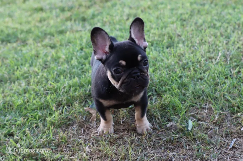 Debrah black & tan  – French Bulldog puppy for sale in Berryville, AR