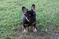 Debrah black & tan , a female French Bulldog for sale in Berryville, AR – 1 of 10