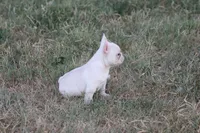 Whitey , a female French Bulldog for sale in Berryville, AR – 3 of 6