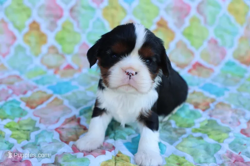 Tri Color Male – Cavalier King Charles Spaniel puppy for sale in Berryville, AR