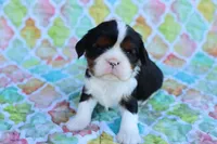 Tri Color Male, a male Cavalier King Charles Spaniel for sale in Berryville, AR – 1 of 8