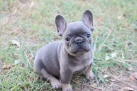 Blue & tan male, a male French Bulldog for sale in Berryville, AR – 5 of 5
