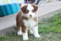 Sugar , a female Miniature Australian Shepherd for sale in Berryville, AR – 2 of 7