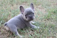 Lilac & tan male small, a male French Bulldog for sale in Berryville, AR – 4 of 7