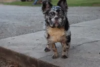 Dj, a male French Bulldog for sale in Berryville, AR – 2 of 9