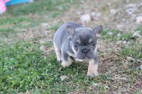 Gim , a male French Bulldog for sale in Berryville, AR – Photo 3 of 6