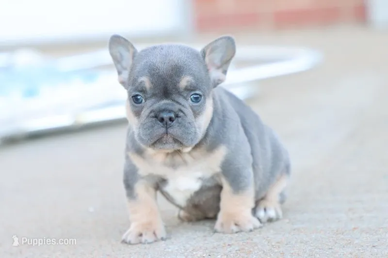 Gim  – French Bulldog puppy for sale in Berryville, AR
