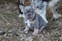 Gim , a male French Bulldog for sale in Berryville, AR – Photo 4 of 6