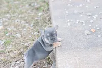 Gim , a male French Bulldog for sale in Berryville, AR – Photo 2 of 6