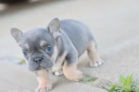 Gim , a male French Bulldog for sale in Berryville, AR – Photo 6 of 6